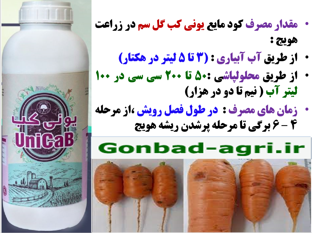 افزایش تولید و کیفیت هویج با کود یونی کب گل سم – قسمت دوم 233