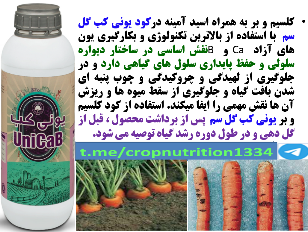 افزایش تولید و کیفیت هویج با کود یونی کب گل سم – قسمت سوم 232