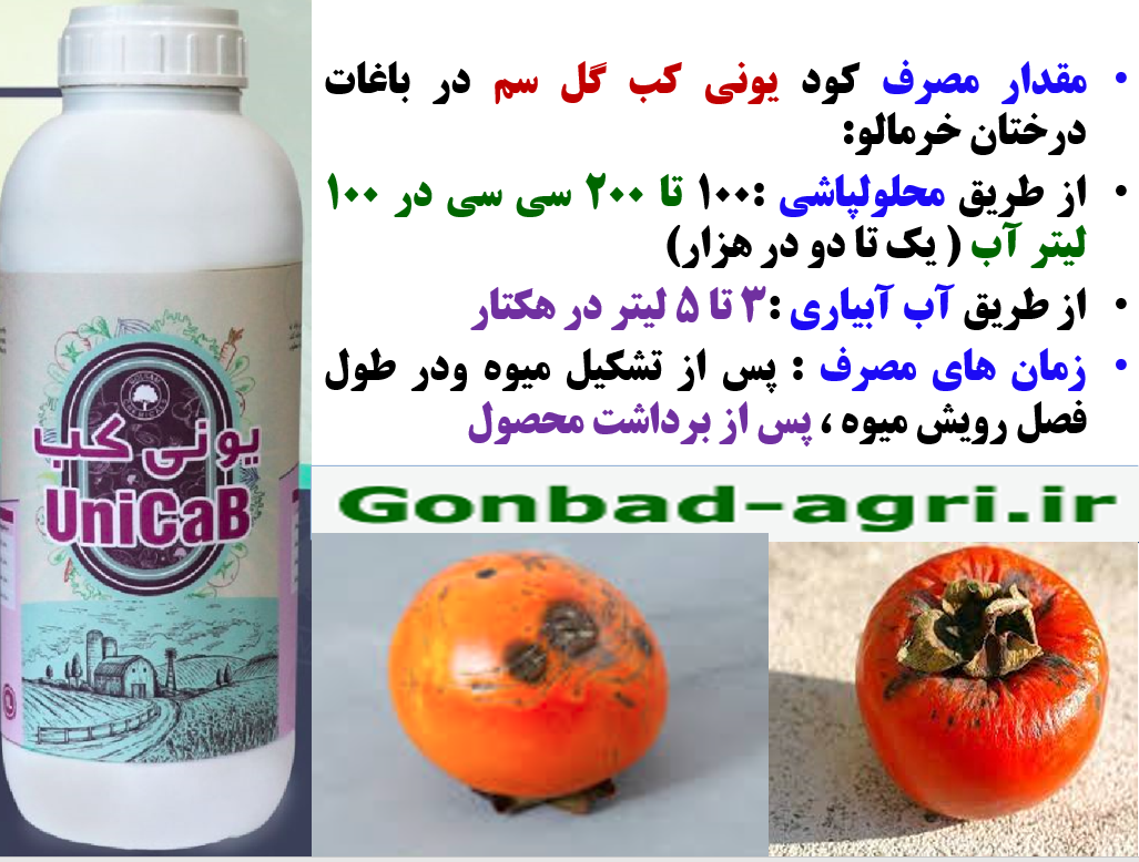 کود یونی کب گل سم برای تولید میوه سالم و با کیفیت خرمالو – قسمت دوم 236