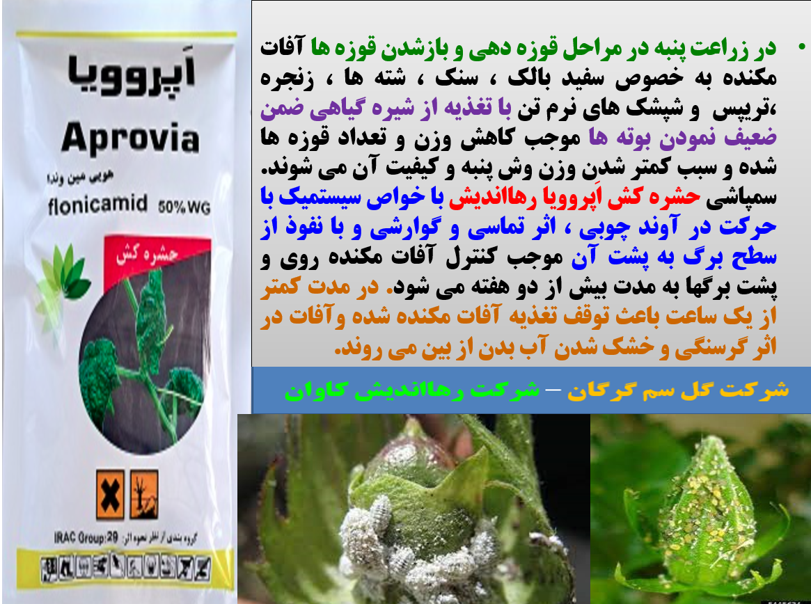 کنترل آفات مکنده زراعت پنبه با حشره کش اپروویا رهااندیش - قسمت اول 246