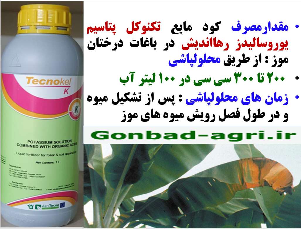 تقویت میوه دهی و کیفیت میوه درخت موز با کود تکنوکل پتاسیم رهااندیش- قسمت دوم 239
