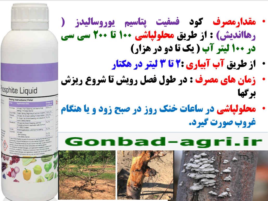 افزایش عمر میوه دهی درختان هلو و شلیل با فسفیت پتاسیم رهااندیش – قسمت دوم 230
