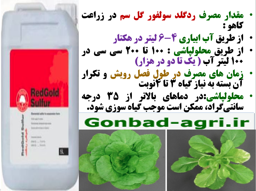 مصرف گوگرد ردگلد گل سم در زراعت کاهو به منظور تولید کاهو با کیفیت بهتر -قسمت دوم 224