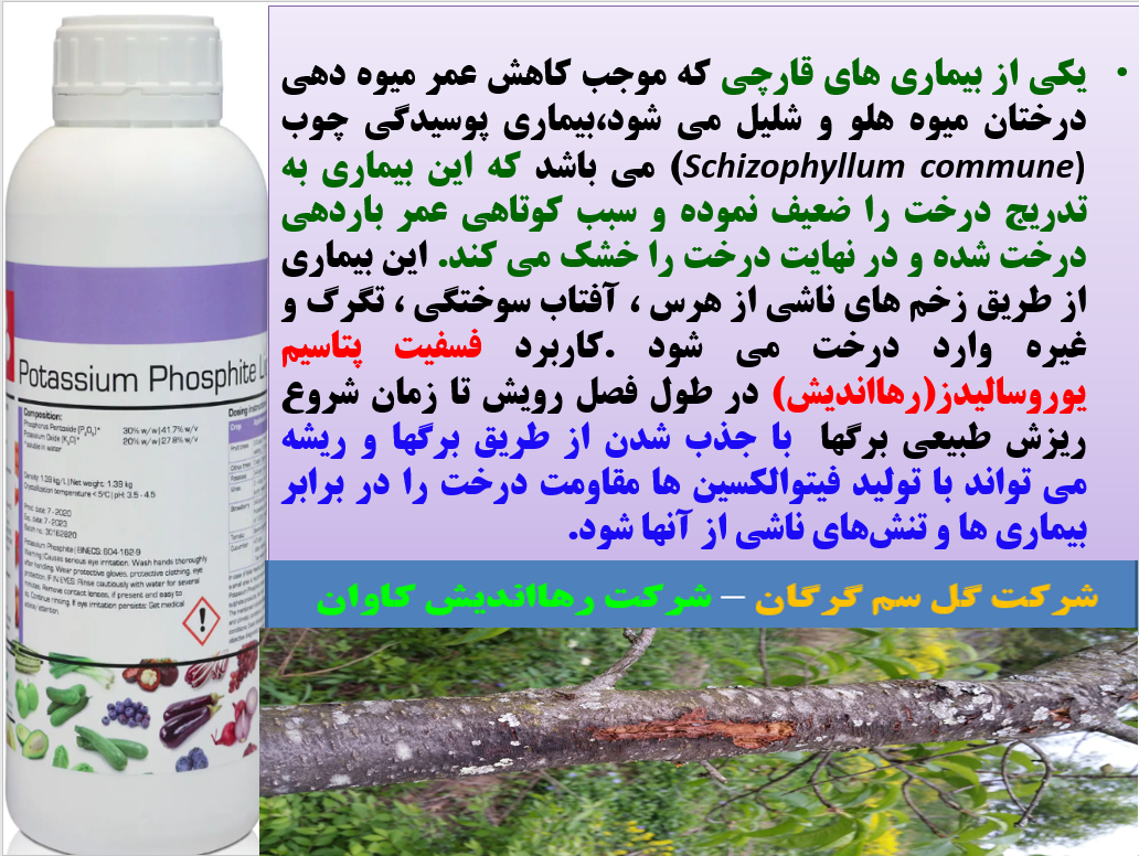 افزایش عمر میوه دهی درختان هلو و شلیل با فسفیت پتاسیم رهااندیش - قسمت اول 231