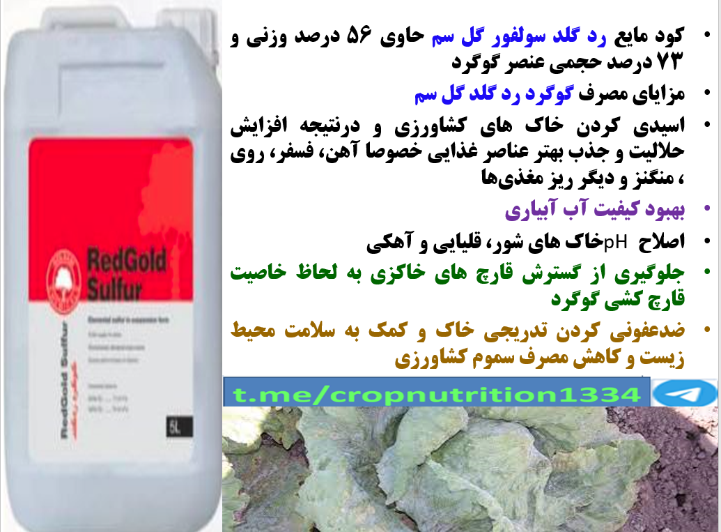 مصرف گوگرد ردگلد گل سم در زراعت کاهو به منظور تولید کاهو با کیفیت بهتر -قسمت سوم 223