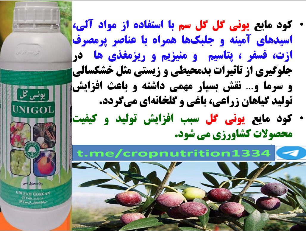 کود مایع یونی گل گلسم برای بهبودی در تولید و کیفیت میوه زیتون – قسمت سوم 226