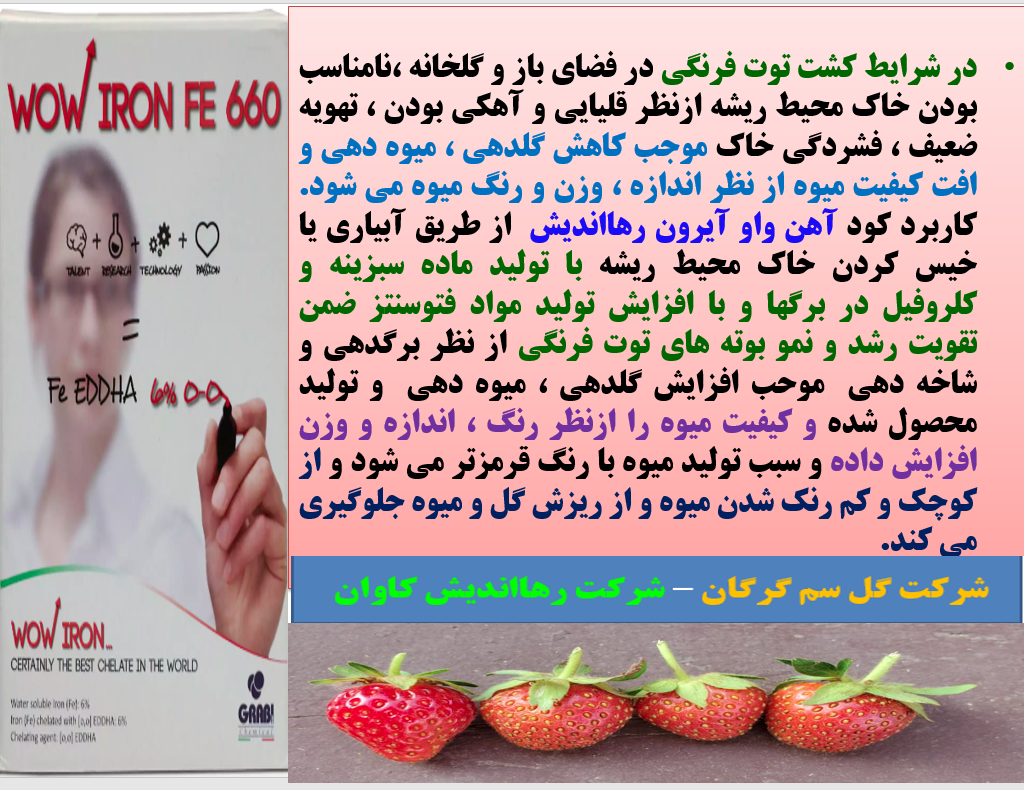 کاربرد کود آهن واو ایرون رهااندیش در زراعت توت فرنگی - قسمت اول 216