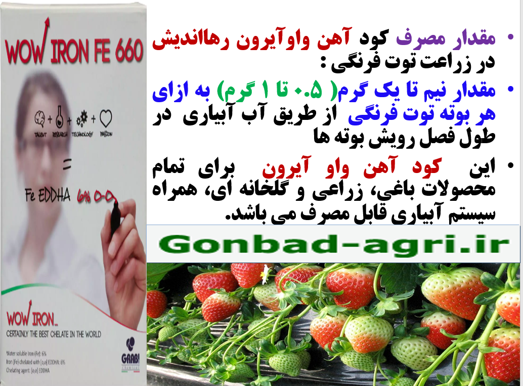 کاربرد کود آهن واو ایرون رهااندیش در زراعت توت فرنگی – قسمت دوم 215