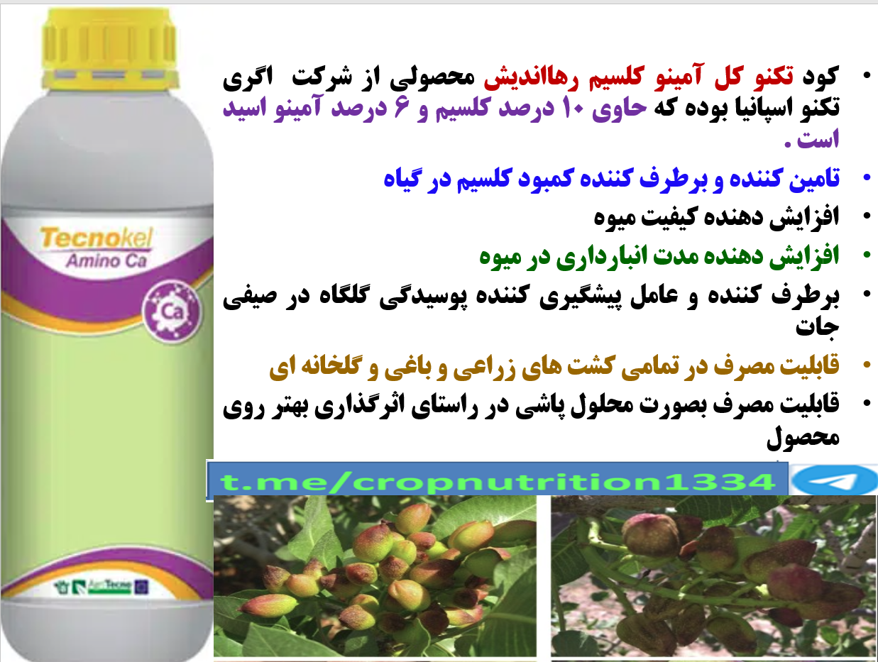 اهمیت محلولپاشی کود تکنو کل آمینو کلسیم رهااندیش در باغات پسته – قسمت سوم 202
