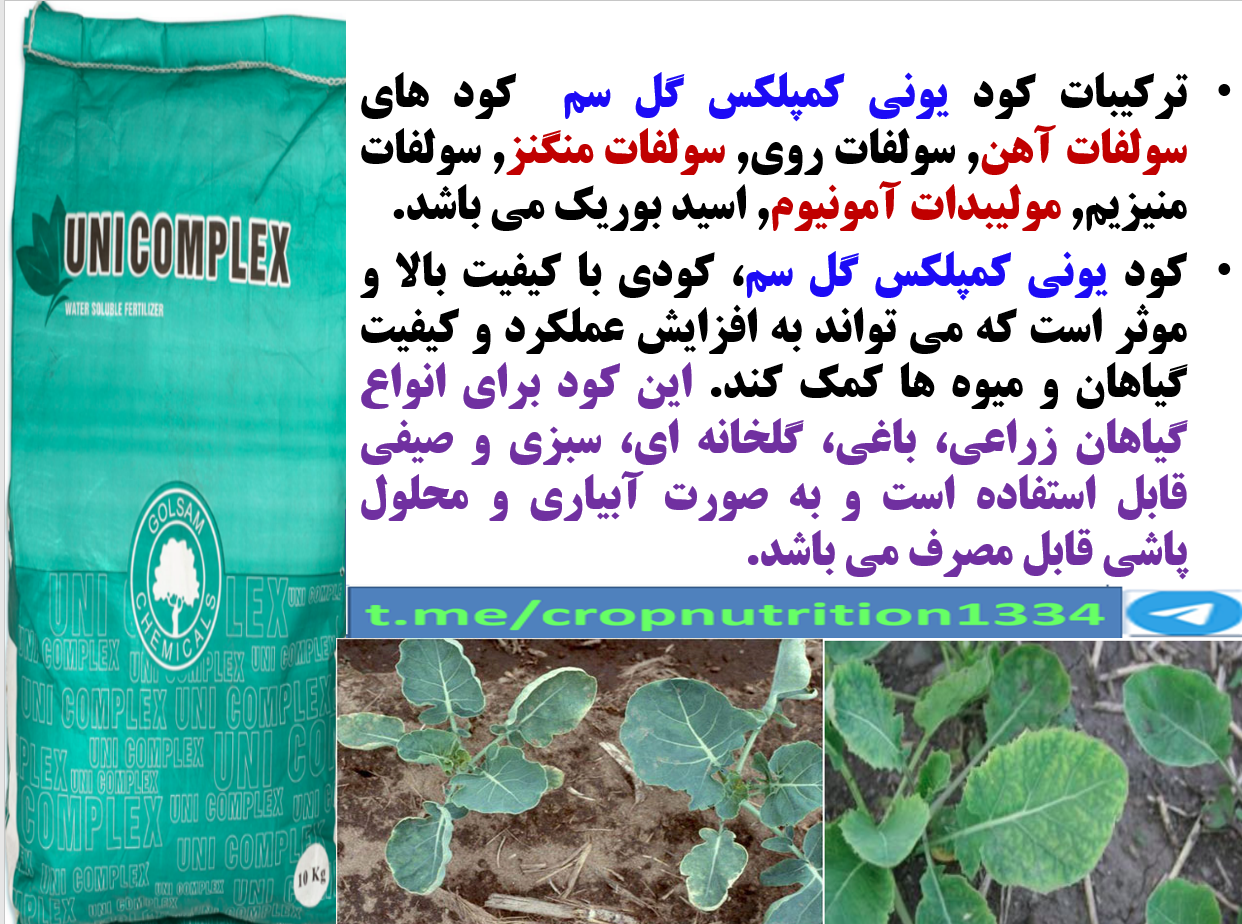 تاثیر کود ریزمغذی یونی کمپلکس گل سم بر افزایش تولید در زراعت کلزا- قسمت سوم 199