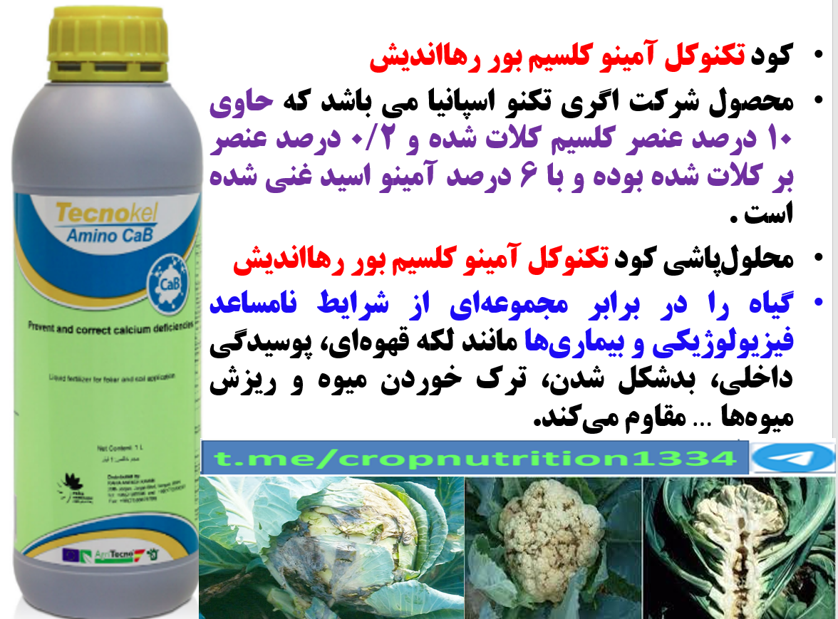 افزایش تولید و کیفیت در گیاهان خانواده کلم با تکنوکل آمینو کلسیم و بور رهااندیش – قسمت سوم 184