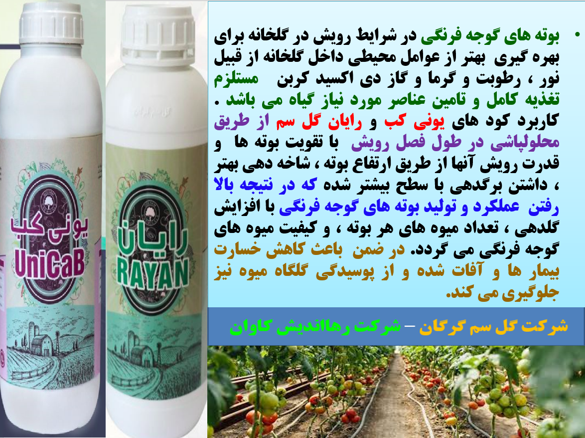 افزایش توان بوته های گوجه فرنگی گلخانه در تولید میوه با کود رایان ویونی کب - قسمت اول 189