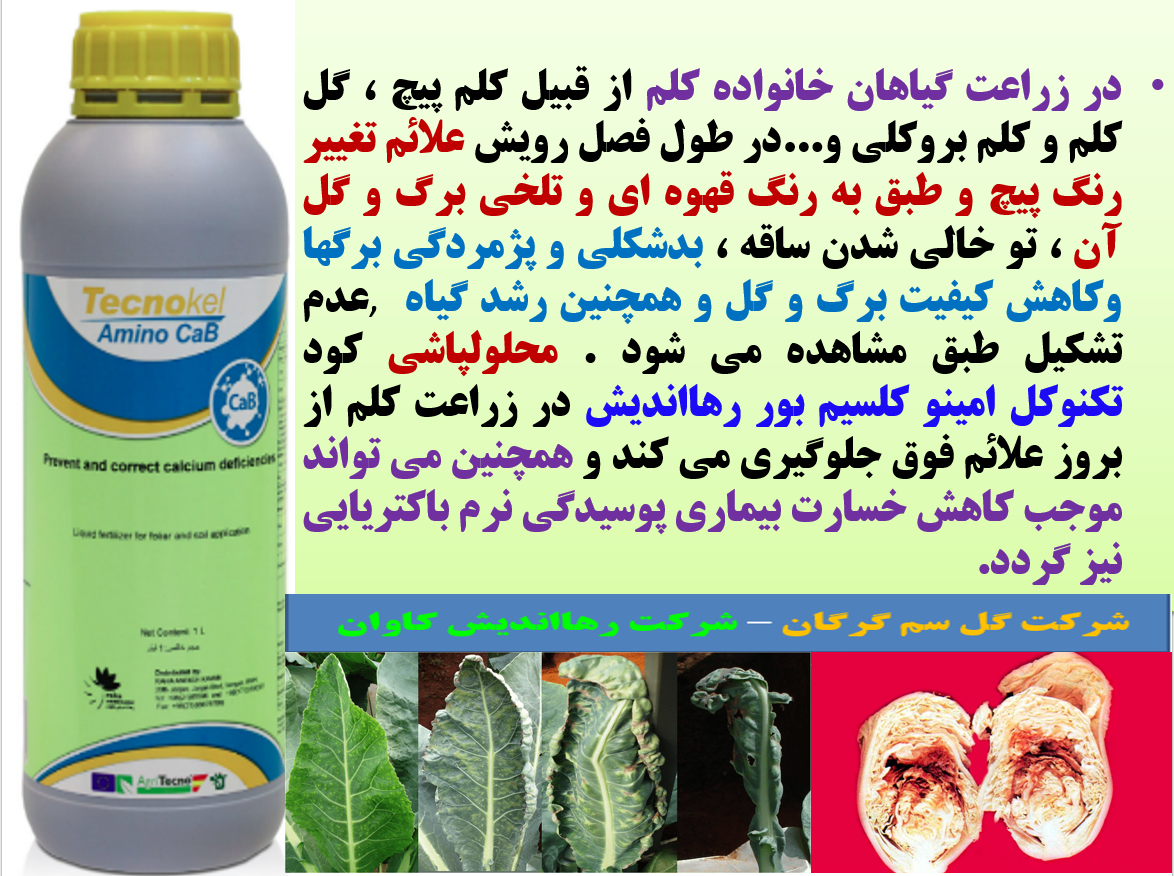 افزایش تولید و کیفیت در گیاهان خانواده کلم با تکنوکل آمینو کلسیم و بور رهااندیش - قسمت اول 186