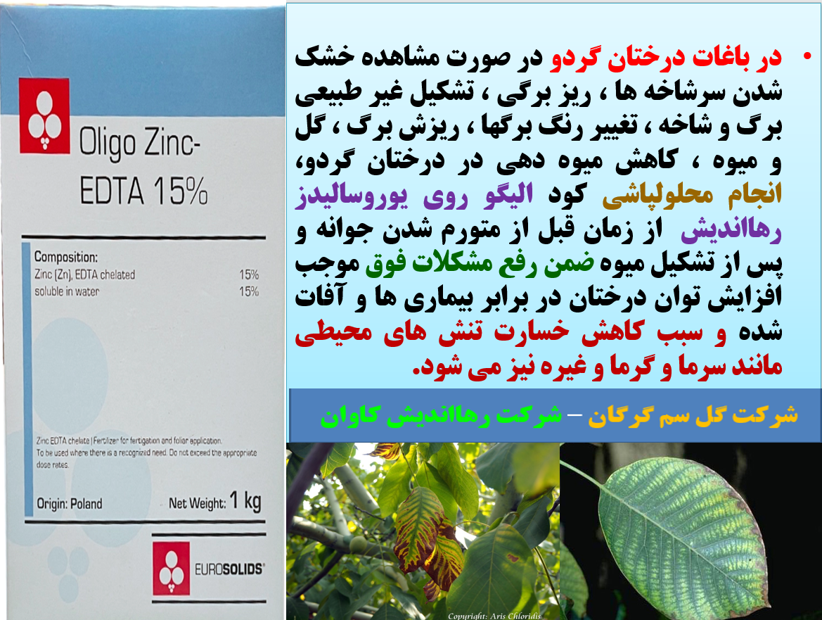 کاربرد کود الیگو زینک یورسالیدز برابر افزایش توان میوه دهی درختان گردو - قسمت اول 168