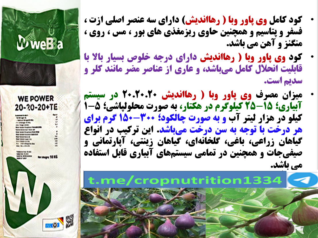 کودوی پاور وبا سه بیست رهااندیش برای تقویت میوه دهی درختان انجیر- قسمت سوم 151