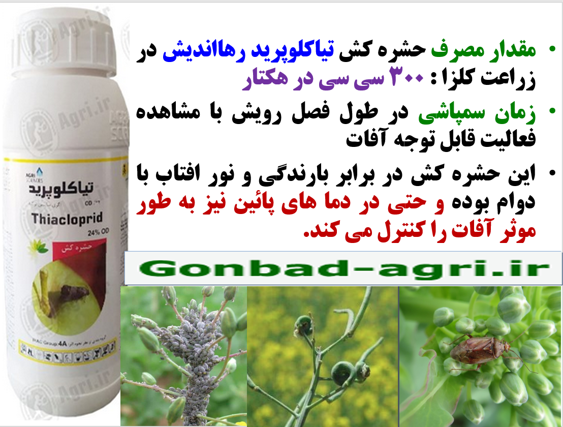 کنترل آفات کلزا با حشره کش تیاکلوپرید رهااندیش – قسمت دوم 143