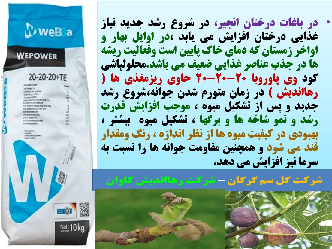 کودوی پاور وبا سه بیست رهااندیش برای تقویت میوه دهی درختان انجیر- قسمت اول 153