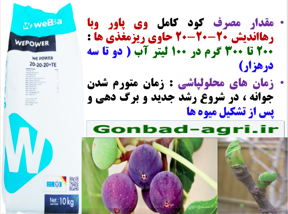 کودوی پاور وبا سه بیست رهااندیش برای تقویت میوه دهی درختان انجیر- قسمت دوم 152