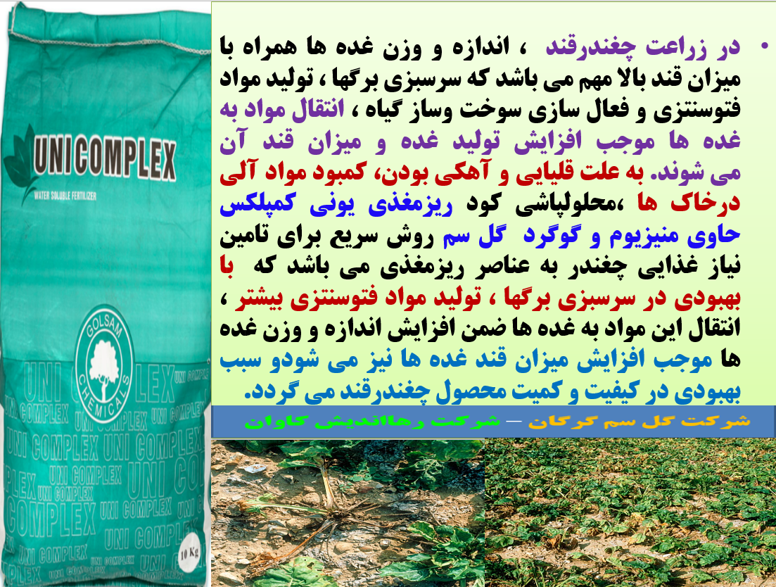 افزایش تولید چغندر و عیار قند آن با کود یونی کمپلکس گل سم - قسمت اول 147