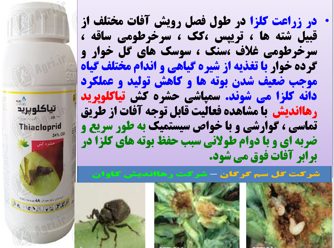 کنترل آفات کلزا با حشره کش تیاکلوپرید رهااندیش - قسمت اول 144