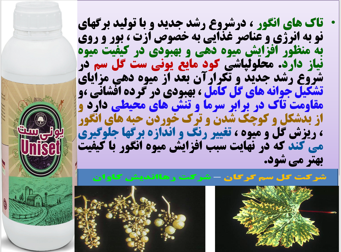 کود یونی ست گل سم کود فروت ست برای تاک های انگور - قسمت اول 129