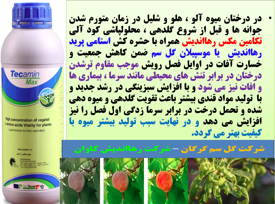تاثیر کود تکامین مکس رهااندیش در شروع رشد جدید در باغات درختان میوه ]لو و هلو- قسمت اول 114