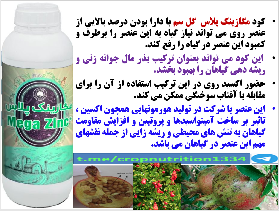 تاثیر کود مگازینک پلاس گلسم در افرایش تولید و کیفیت میوه های انار – قسمت سوم 130