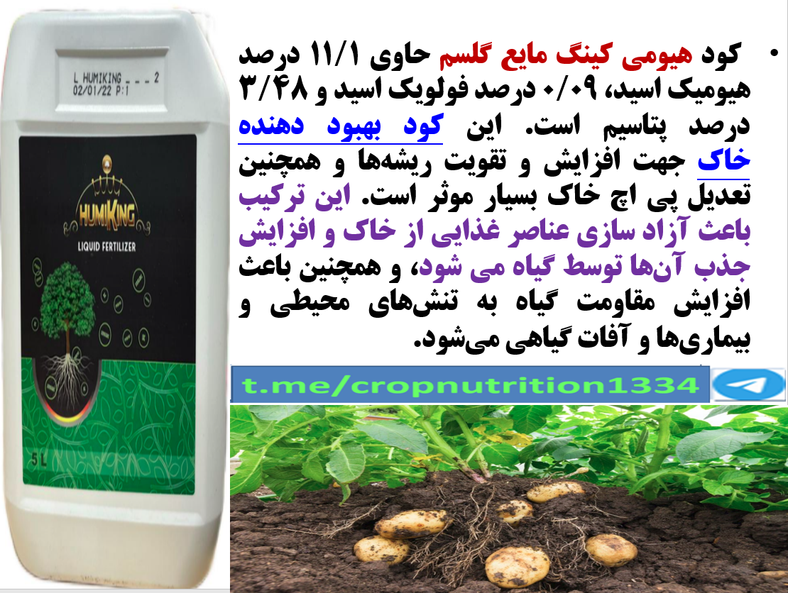 تاثیر کود الی هیومی کینگ مایع گل سم در افزایش تولید و کیفیت غده سیب زمینی – قسمت سوم 139