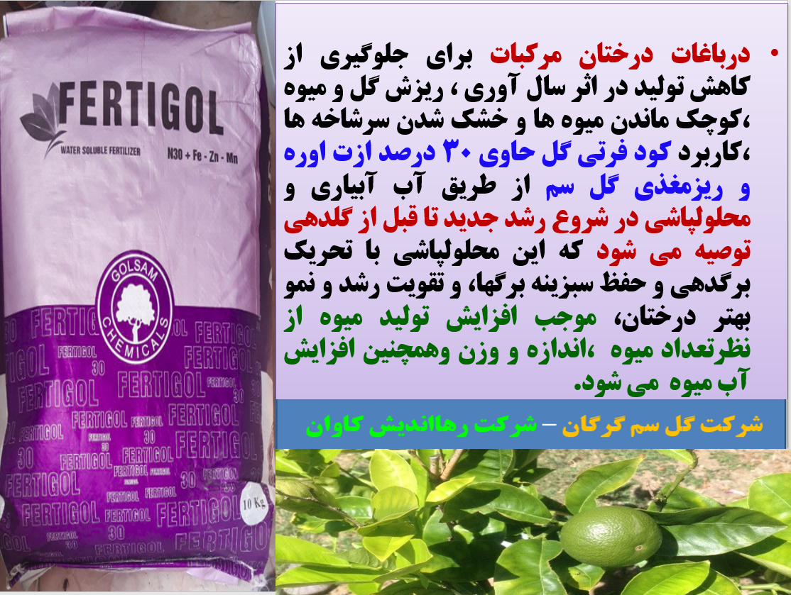 افزایش تولید و کیفیت میوه های مرکبات با کود فرتی گل ازت۳۰% گل سم - قسمت اول 120