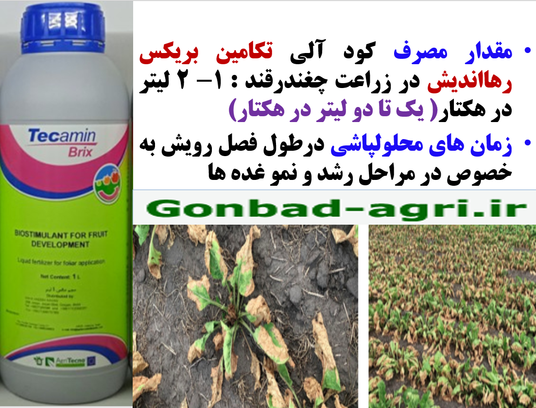 افزایش میزان و عیار قند در چغندر با کود آلی تکامین بریکس رهااندیش – قسمت دوم 116