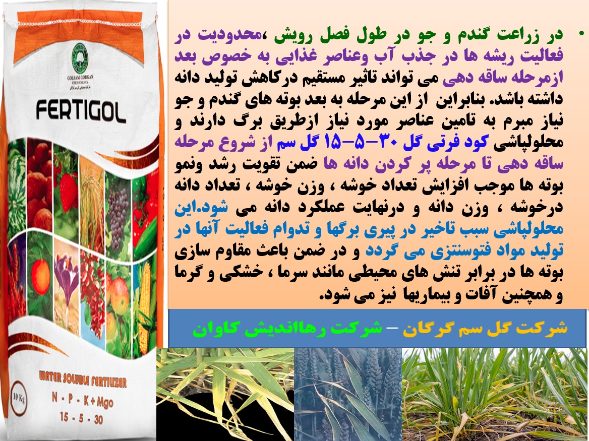 تقویت بوته های گندم و جو با کود فرتی گل ۳۰-۵-۱۵ گل سم - قسمت اول 90