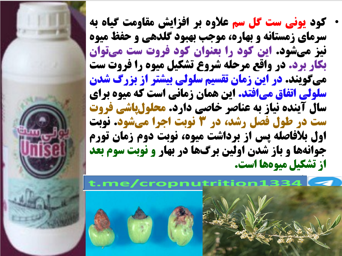 کود یونی ست گل سم به عنوان کود فروت ست درختان زیتون – قسمت سوم 97