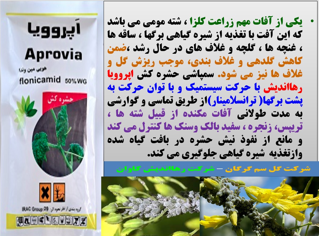 کنترل آفات مکنده زراعت کلزا با حشره کش اپروویا رهااندیش- قسمت اول 78