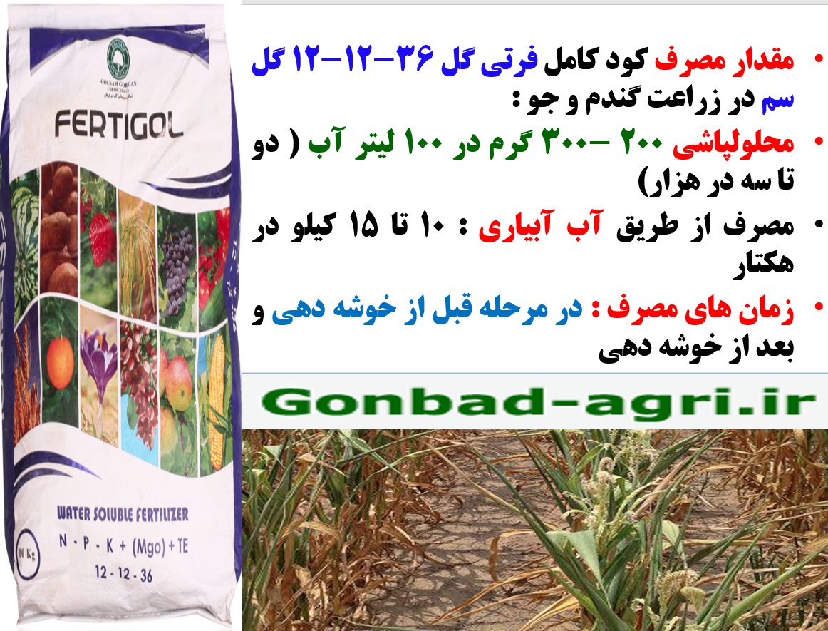 تقویت بوته های گندم در زمان خوشه دهی با کود فرتی گل ۳۶-۱۲-۱۲ گل سم – قسمت دوم 71