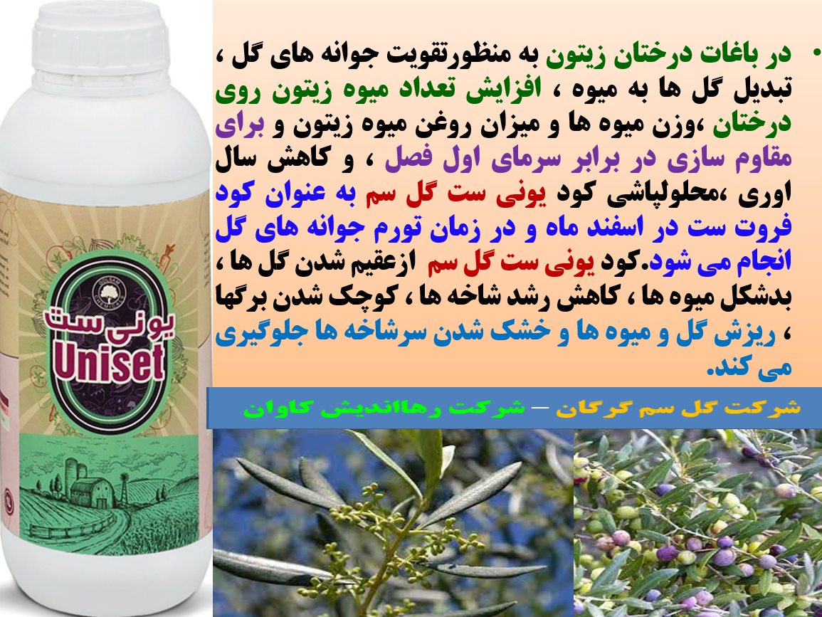کود یونی ست گل سم به عنوان کود فروت ست درختان زیتون - قسمت اول 99