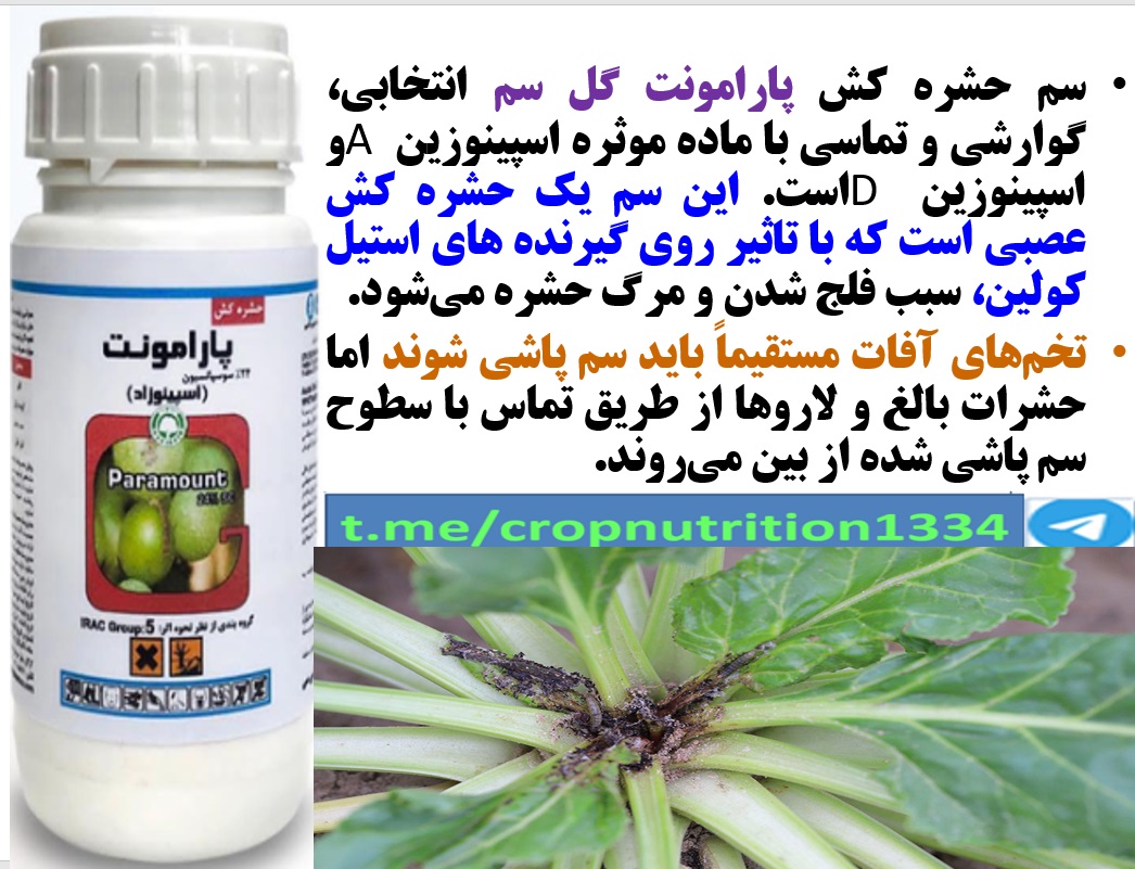کنترل آفات چغندرقند با حشره کش پارامونت گل سم – قسمت سوم 82
