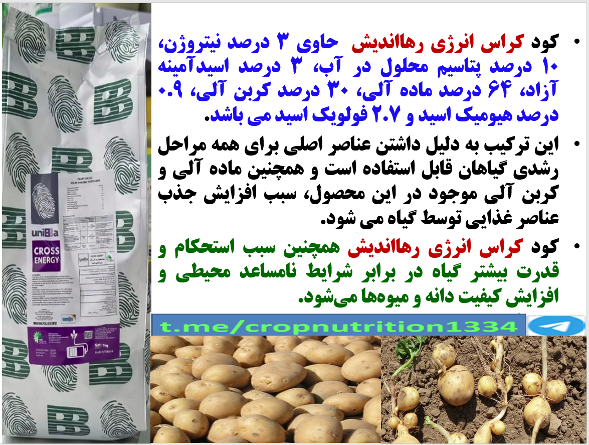 کودالی کراس انرژی رهااندیش برای افزایش تولید و کیفیت سیب زمینی- قسمت سوم 91