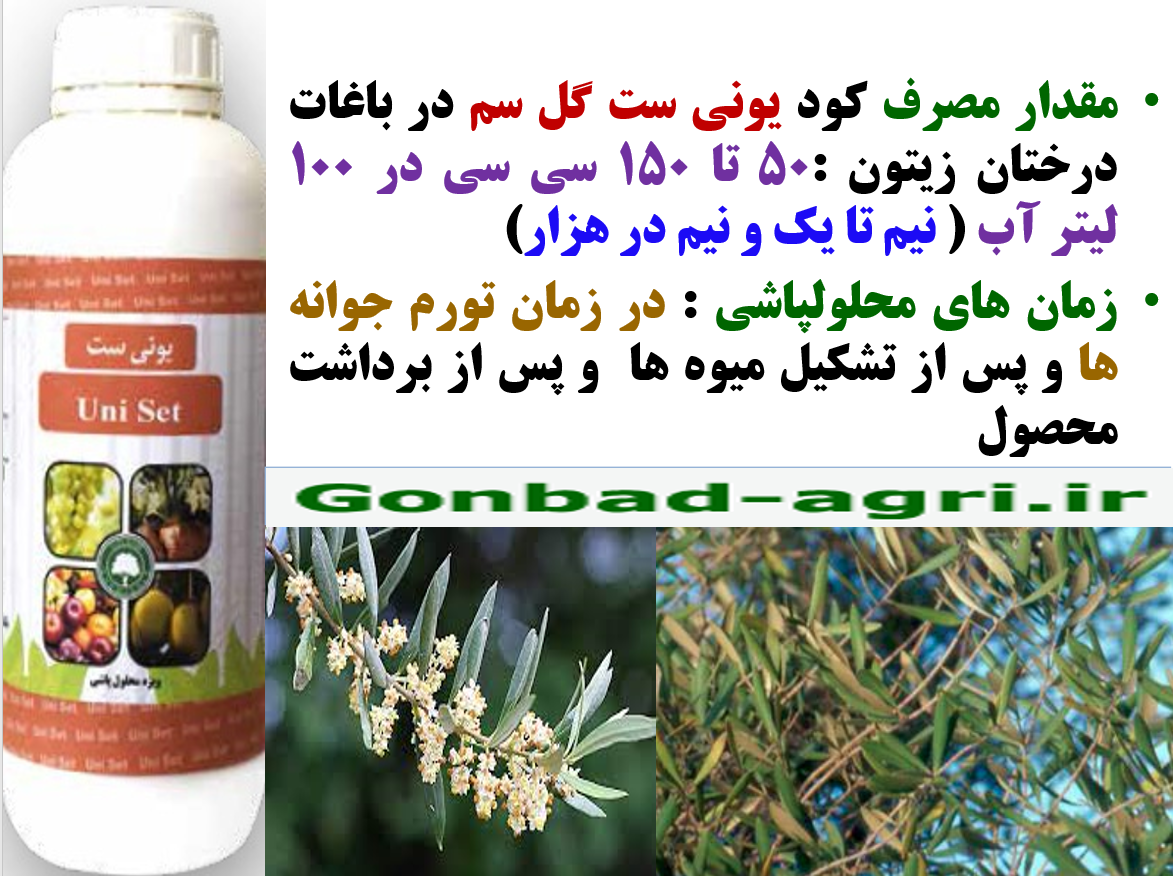 کود یونی ست گل سم به عنوان کود فروت ست درختان زیتون – قسمت دوم 98