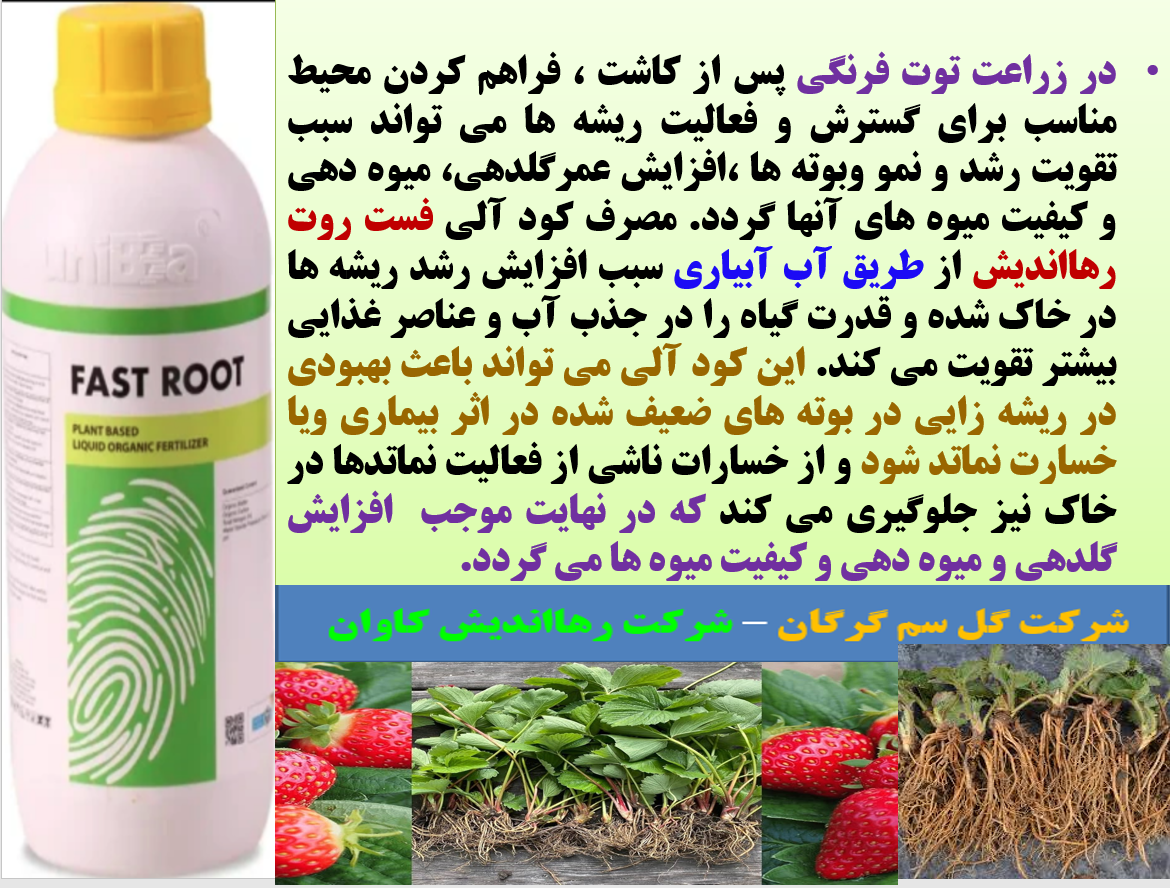 افزایش توان ریشه زایی بوته های توت فرنگی با کود آلی فست روت رهااندیش - قسمت اول 108