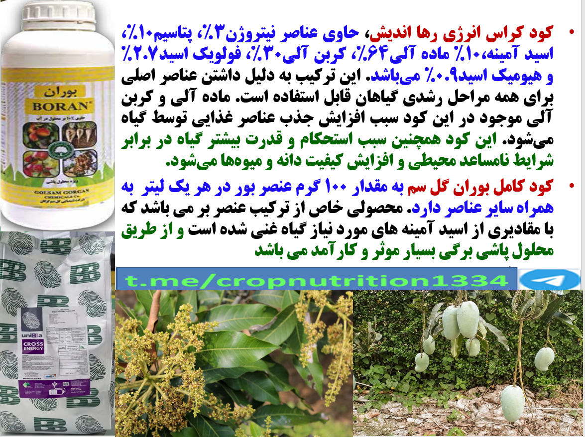 کود کراس انرژی رهااندیش و کود بوران گل سم برای افزایش توان میوه دهی درختان انبه- قسمت سوم 52