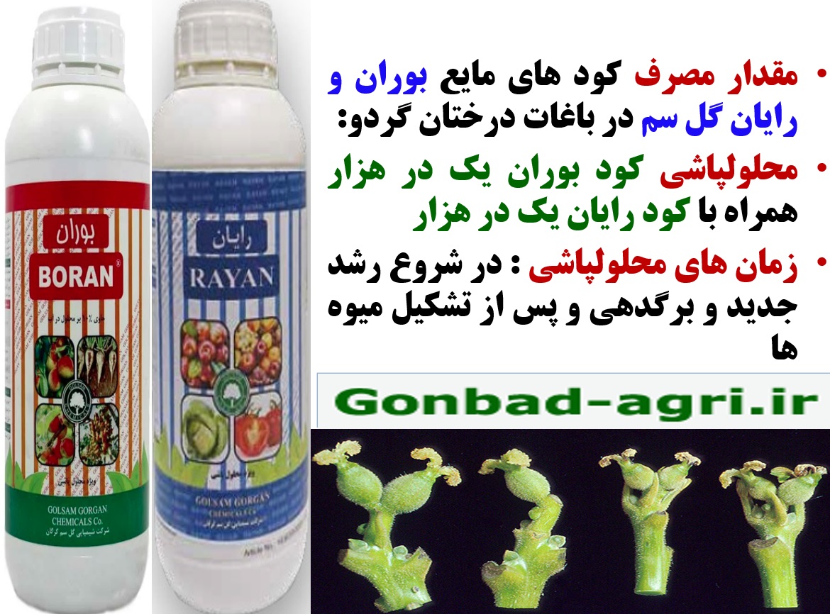 کود های بوران و رایان گل سم برای تقویت گلدهی و میوه دهی درختان گردو- قسمت دوم 62