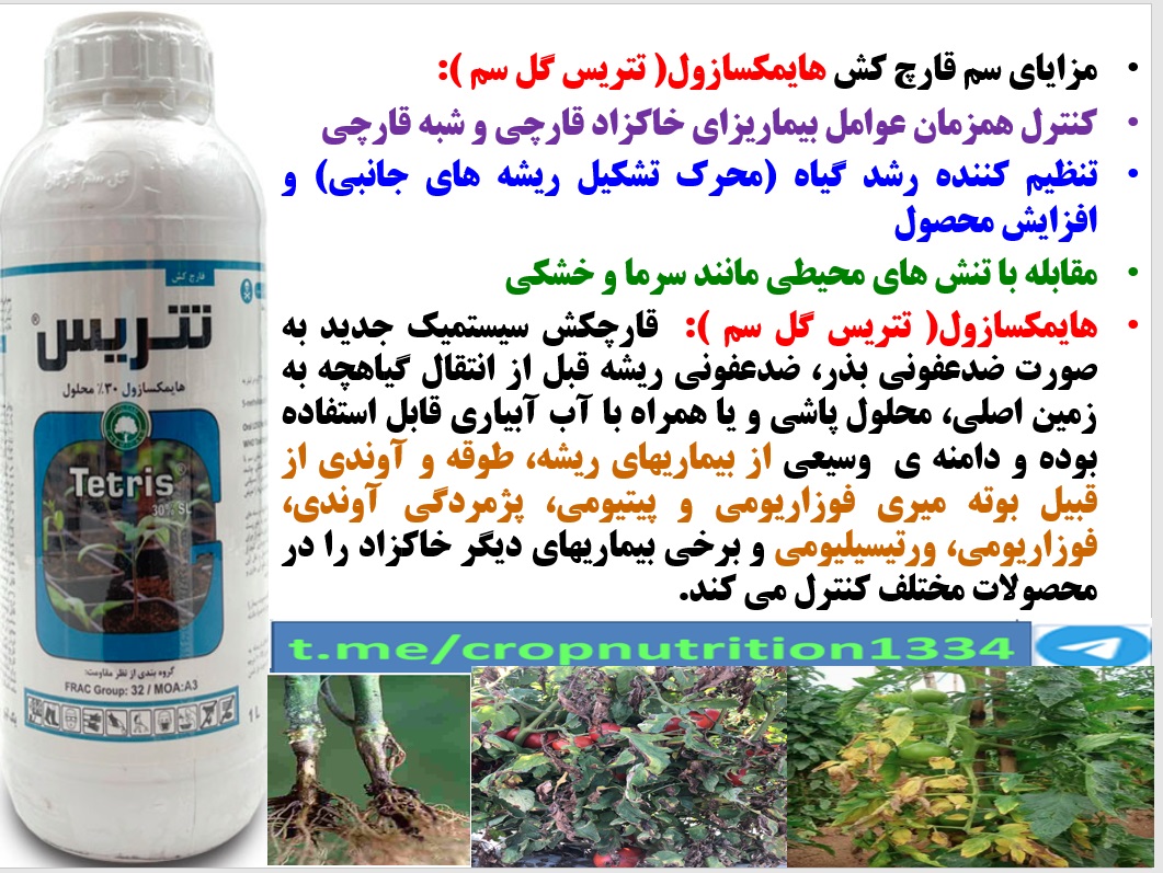 حفاظت گیاهچه های گوجه فرنگی در برابر بیماری های ریشه و طوقه با قارچکش تتریس گل سم – قسمت سوم 58