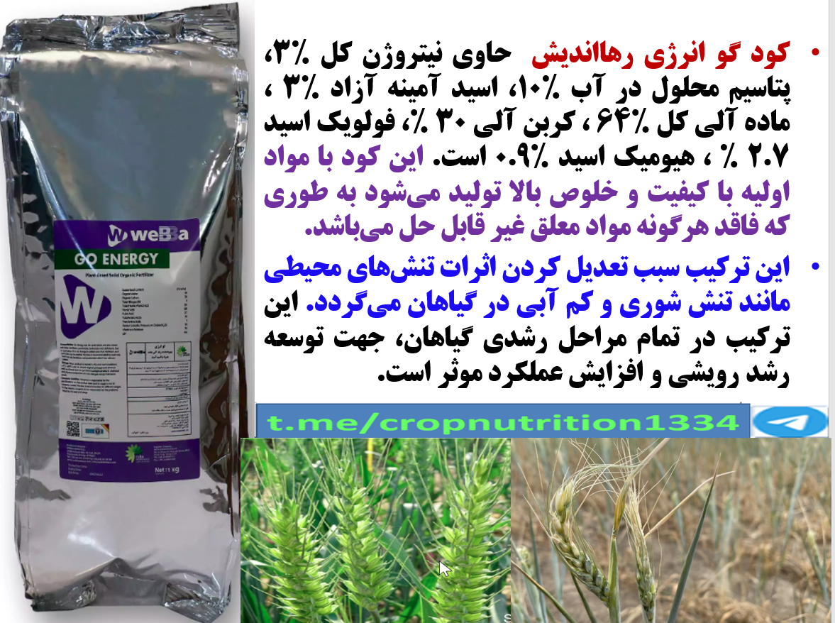افزایش توان بوته های گندم و جو در برابر تنش های محیطی با کود گوانرژی رهااندیش – قسمت سوم 55