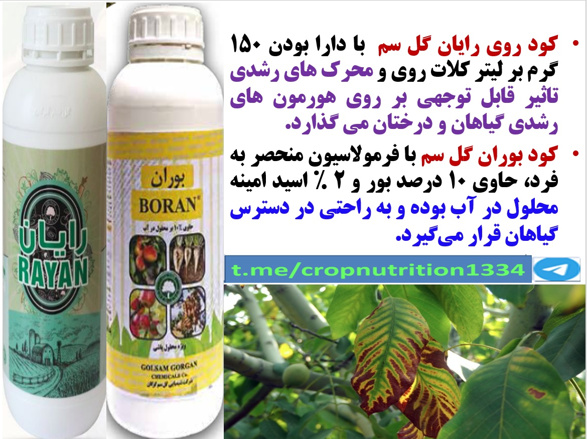 کود های بوران و رایان گل سم برای تقویت گلدهی و میوه دهی درختان گردو- قسمت سوم 61