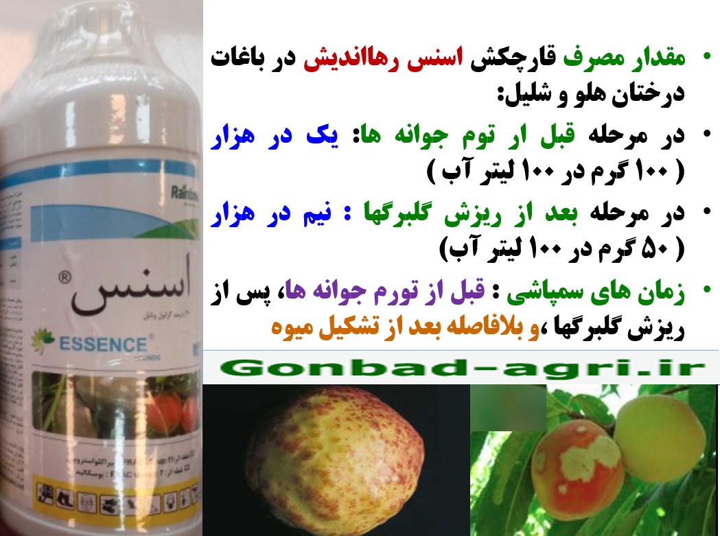 کنترل بیماری های درختان هلو و شلیل با قارچکش اسنس رهااندیش – قسمت دوم 65