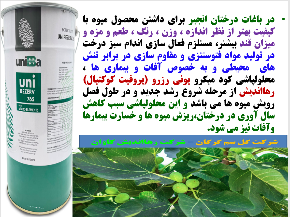 کود ریزمغذی یونی رزرو رهااندیش برای افزایش میوه دهی و کیفیت میوه انجیر - قسمت اول 6