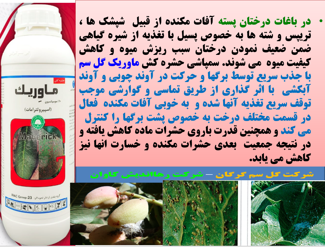 کنترل افات مکنده درختان پسته به خصوص پسیل با حشره کش ماوریک گل سم - قسمت اول 3