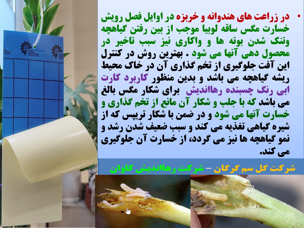 کنترل کرم مگس نهال هندوانه با کارت آبی رنگ چسبنده رهااندیش - قسمت اول 30