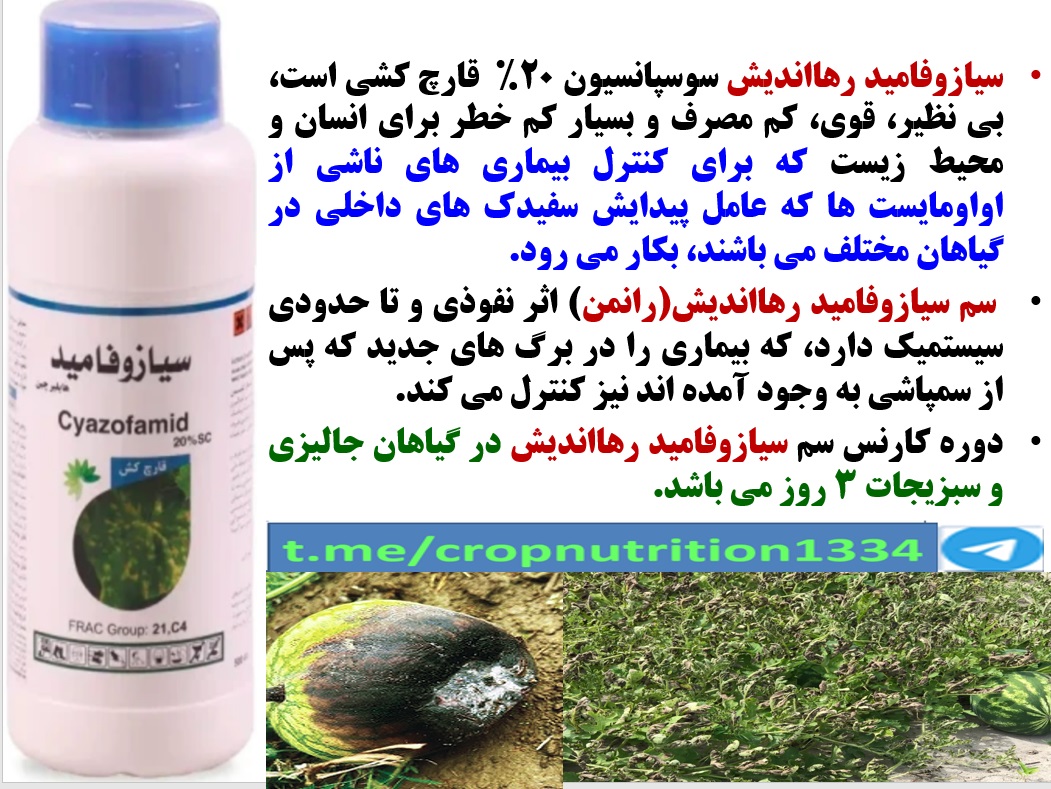 کنترل بیماری سفیدک داخلی در زراعت های هندوانه و خربزه با قارچکش سیازوفامید رهااندیش – قسمت سوم 25