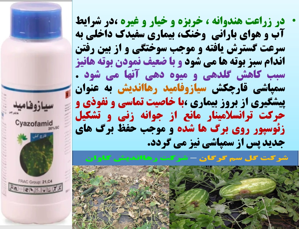 کنترل بیماری سفیدک داخلی در زراعت های هندوانه و خربزه با قارچکش سیازوفامید رهااندیش - قسمت اول 27
